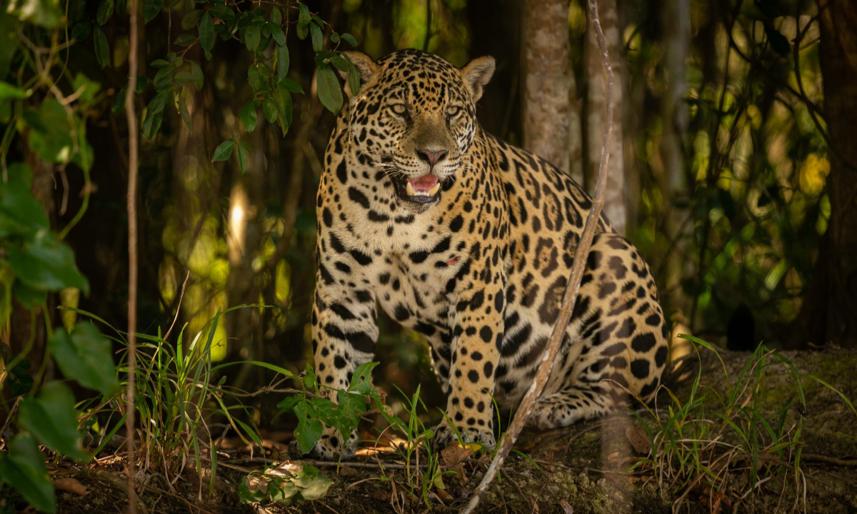 Onça em Brasília: por que animais silvestres invadem cada vez mais as cidades
Onça-pintada na selva: invasões em cidades são cada vez mais comuns